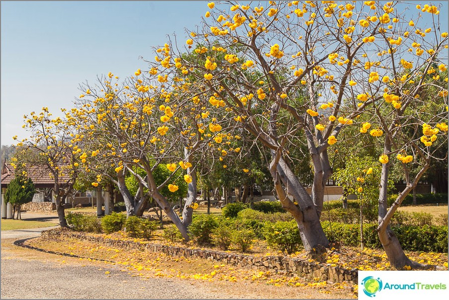 Near the arbor trees grow with large yellow flowers.