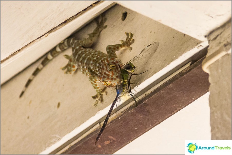Gecko eating dragonfly 