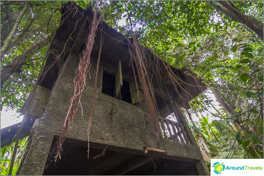 Lianas entangled all around, which gives a special mysterious place