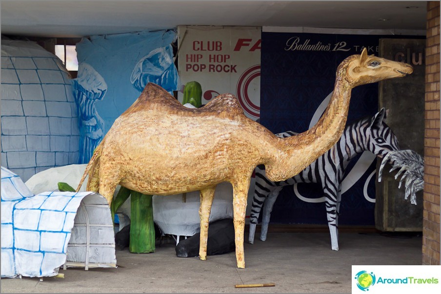 Ready camel giraffe