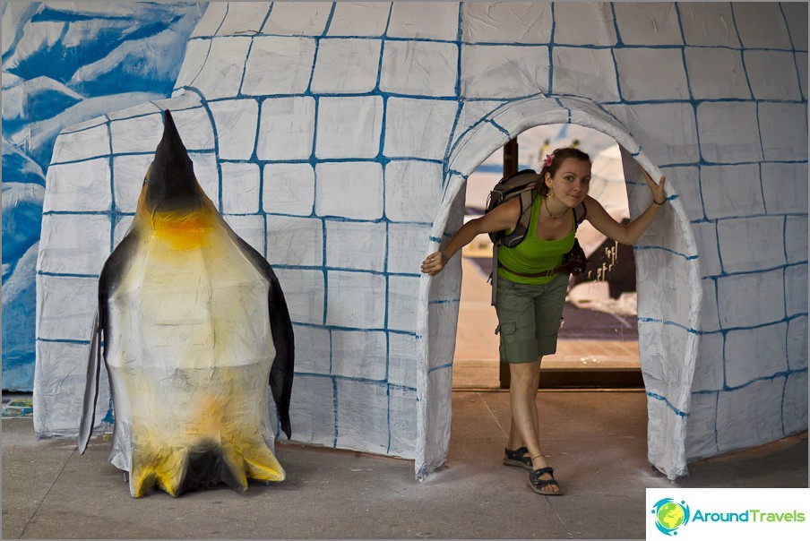 Penguin ice dwellings ready