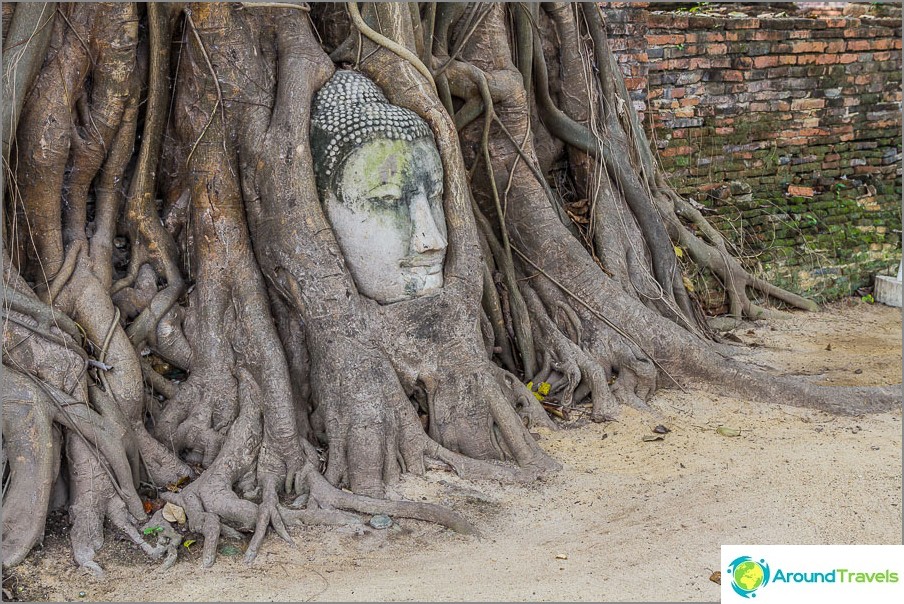 Famous buddha head in tree roots