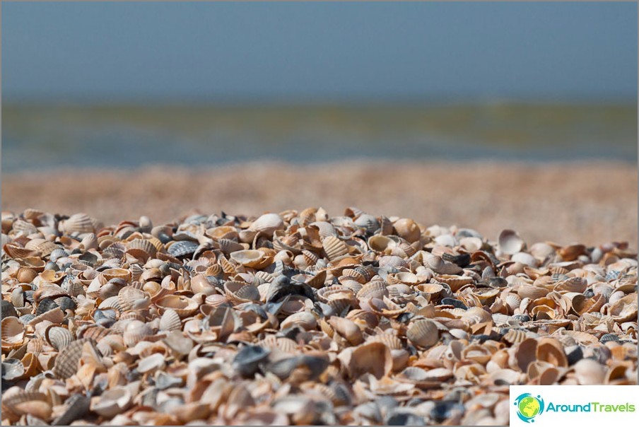 Shallow shell beach