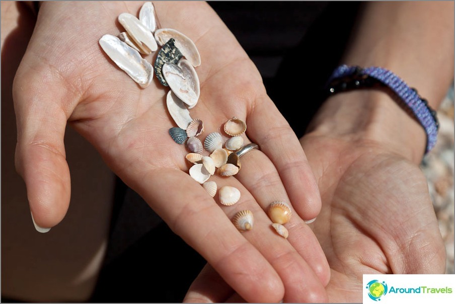 Very small seashells