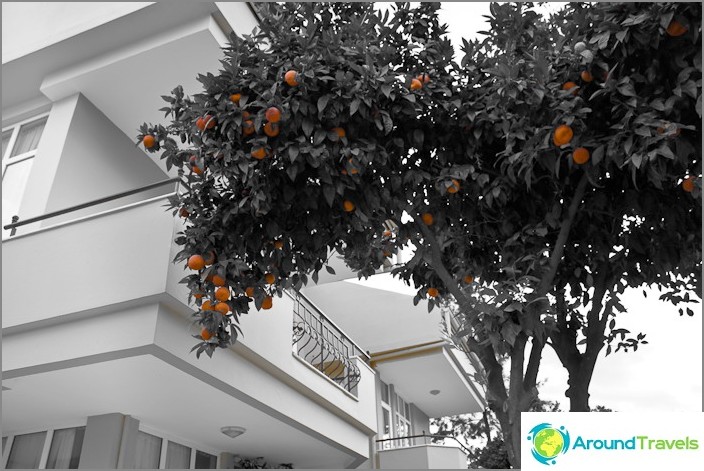 Kemer city. Orange trees.