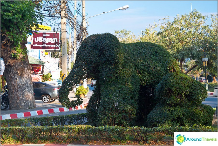 Vegetative elephant