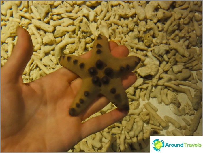 Starfish covers arm