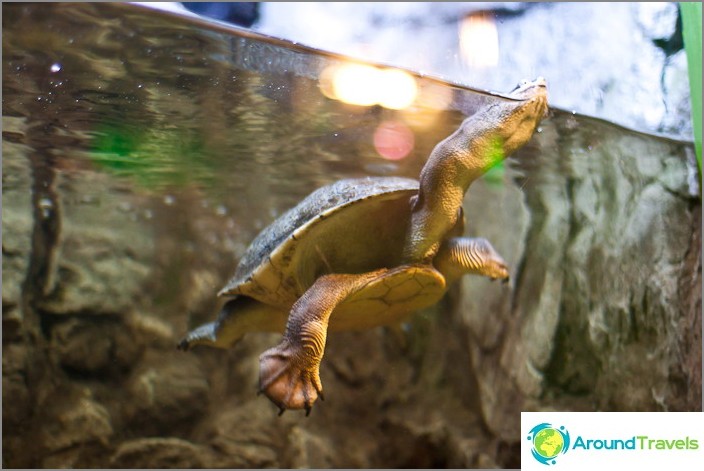 Long-necked turtle in his wondrous dance