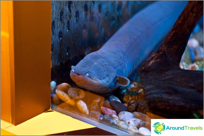 Eel, just blue eel