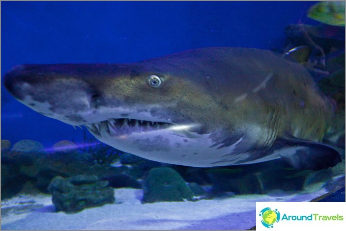 Jaws embodied in the Kuala Lumpur Aquarium