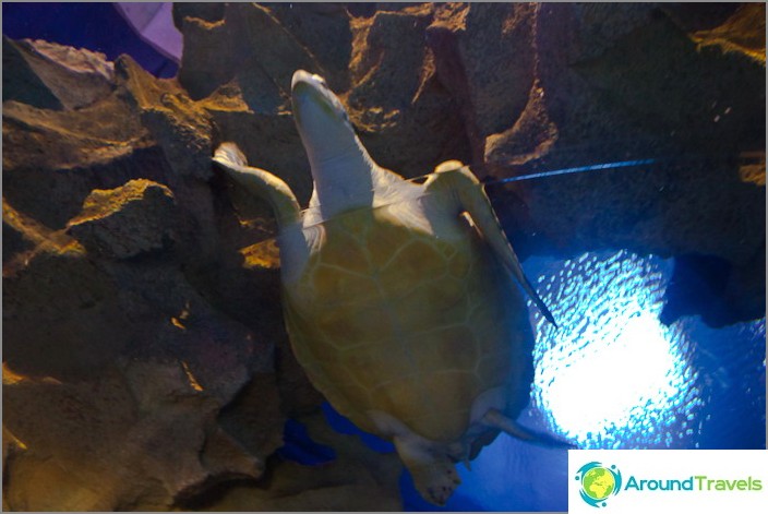 Giant tortoise at Kuala Lumpur Oceanarium