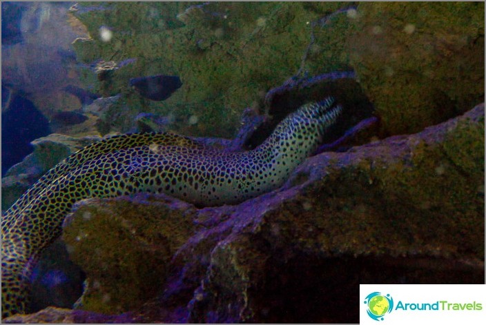 Moray in the Kuala Lumpur Oceanarium