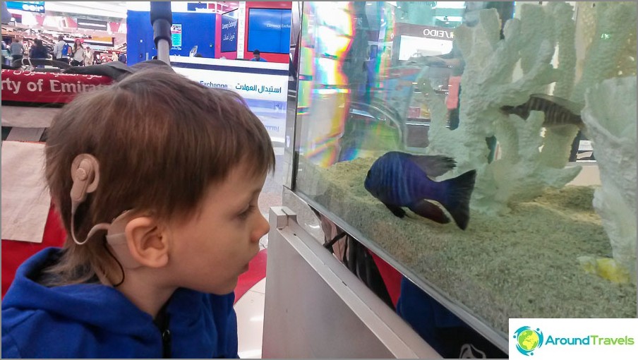 We stick to the fish in the aquarium