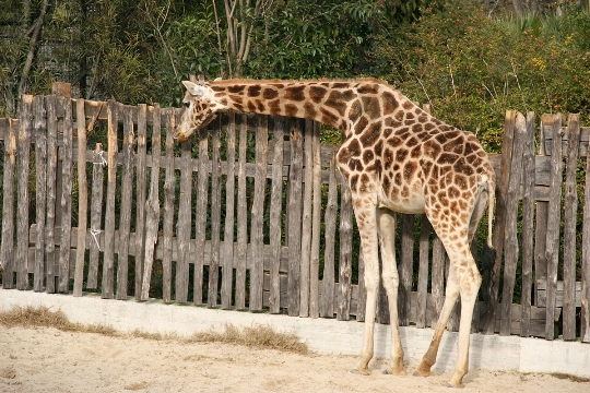 Zoo Rome - photos, price, hours of work. How to get to